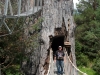 returning from the huge tree trunk