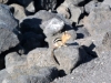 chipmunk-like ground squirrel in lava bed