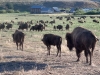 buffalo on a ranch