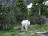 mountain goat at Logan Pass, Glacier NP
