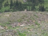 marmot on distant rock pile