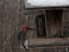 red-bellied woodpecker visits