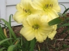 clumps of bloom are always a delight