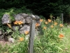 Old stone walls make great back drops for daylilies
