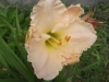 An apricot beauty