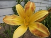 I am happy to have several daylilies I inherited from my grandmother, Jessie Isaman
