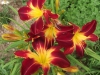 Another favorite and the show-stopper of my garden