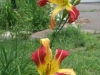 Red Sails is also an impressive spider daylily.