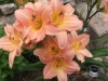 This daylily was the star of my garden this summer