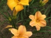Sometimes two daylilies complement each other