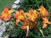 7 blooms on daylily Burnt Sienna