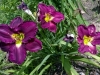 A new purple called Imprimatur
