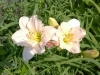 An almost white daylily