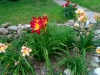 My daylily bed - upper part