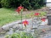 My daylily bed - lower part