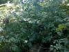 The elderberry patch