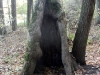 hollow trunk