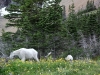 mountain goat and youngster