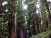 dwarfs amid the redwoods