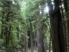 in the redwoods