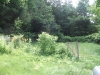The old gate with poison ivy on the fence (2013)