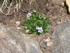 White and purple violet
