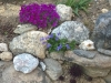 rock garden plant