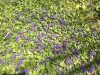 A lawn of purple violets
