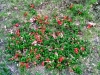 Flowering Quince only 3 inches high