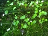 White violets in moss at Carpenter Falls