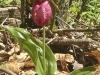 Lady Slipper near the rail trail