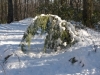 small tree bent under the heavy snow