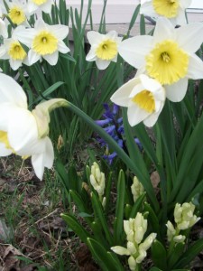 sunny spring flowers