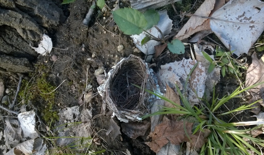 A well built nest at the base of a tall forest oak 