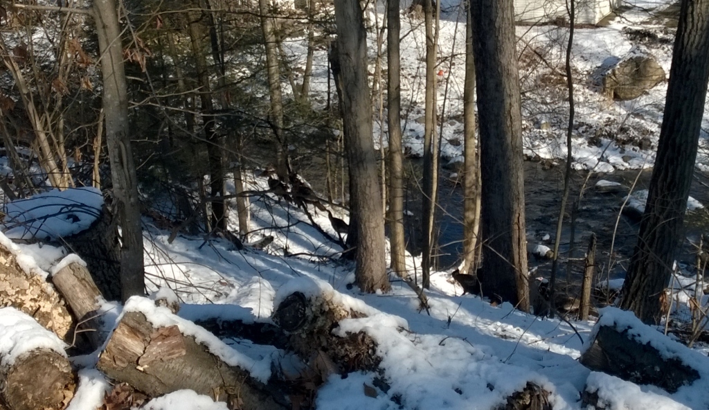 Turkeys next to Salmon Brook today