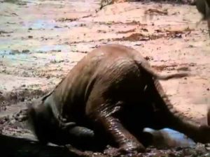 elephant slipping