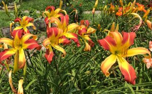 My daylily garden