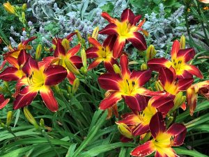 Ruby Spider Daylily blooming