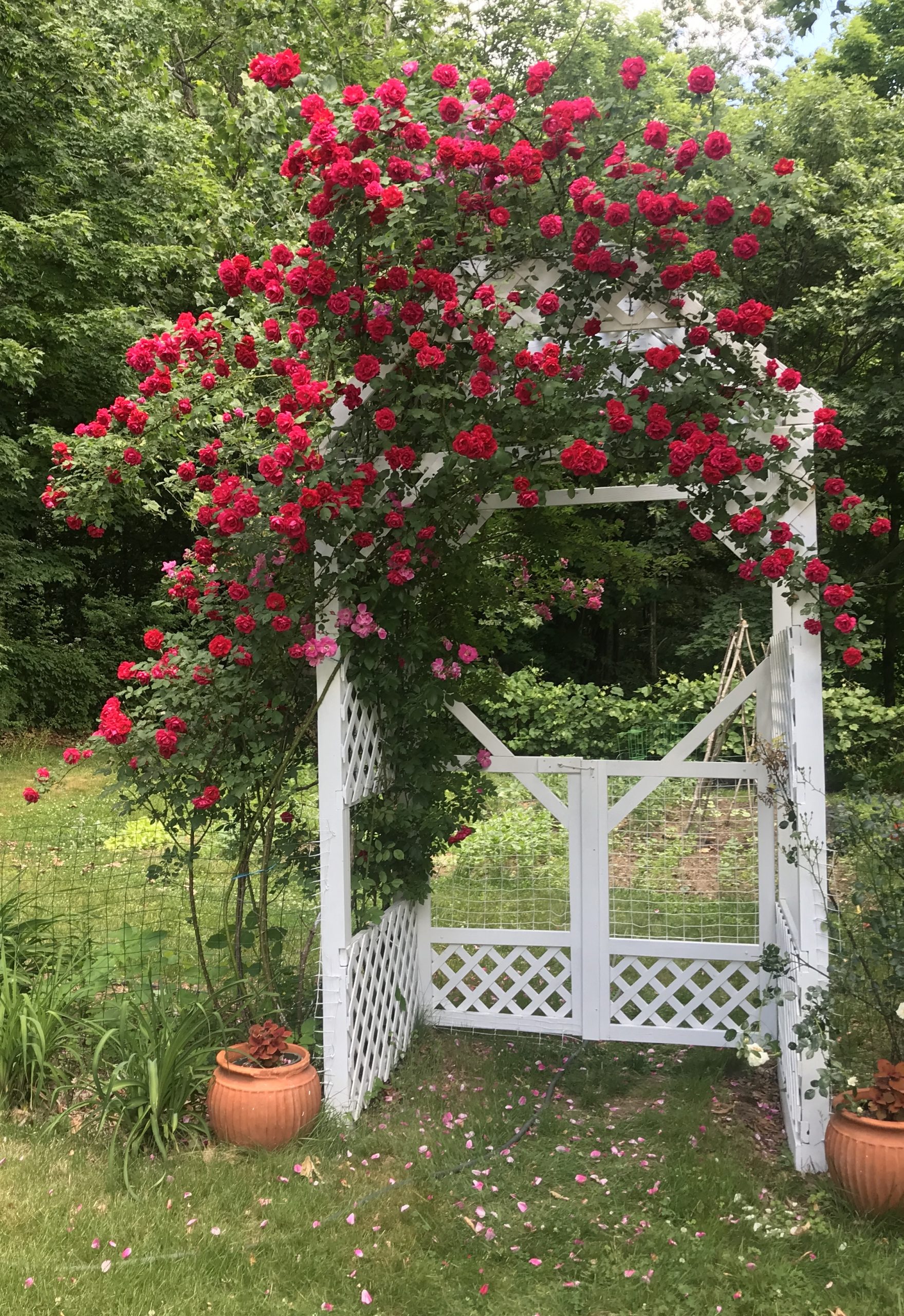 Rose Arbor 2020