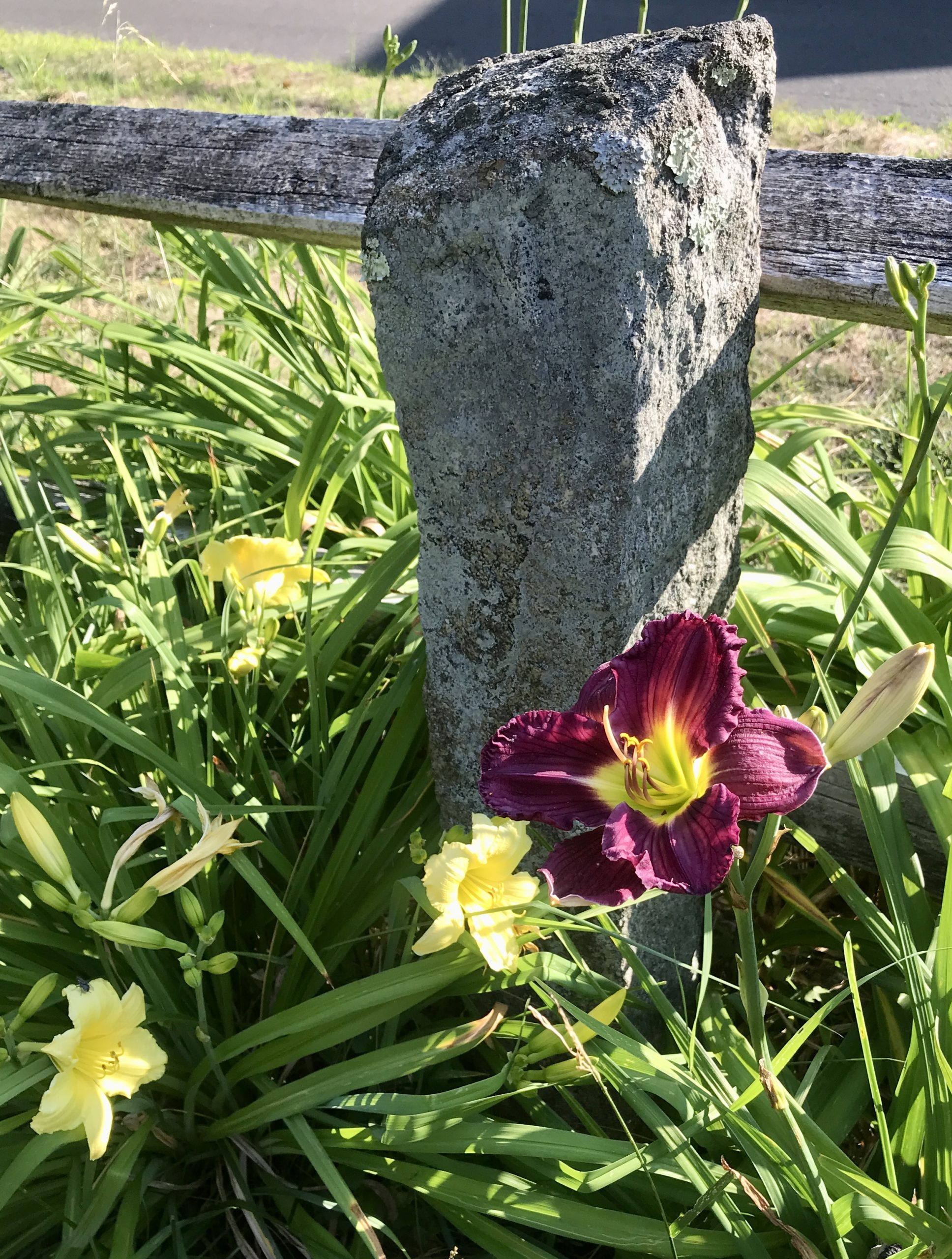 Hitching post with Bela Lugosi daylily