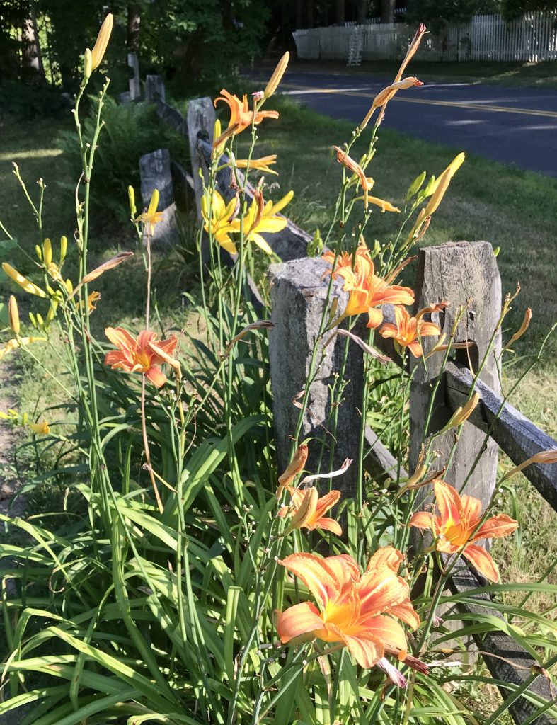 Hitching post Daylilies