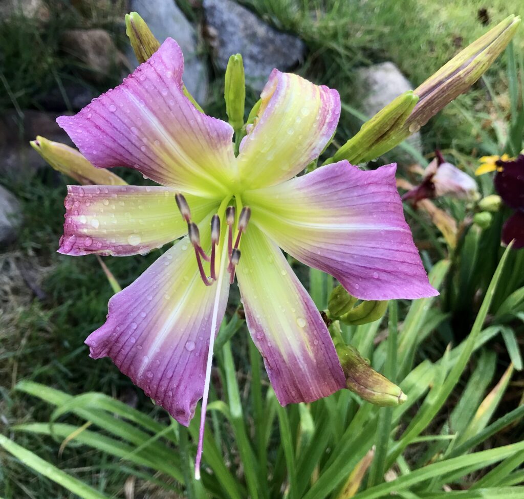 Lavender spider in the rain