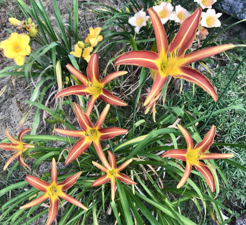 original spider daylily from Grandma