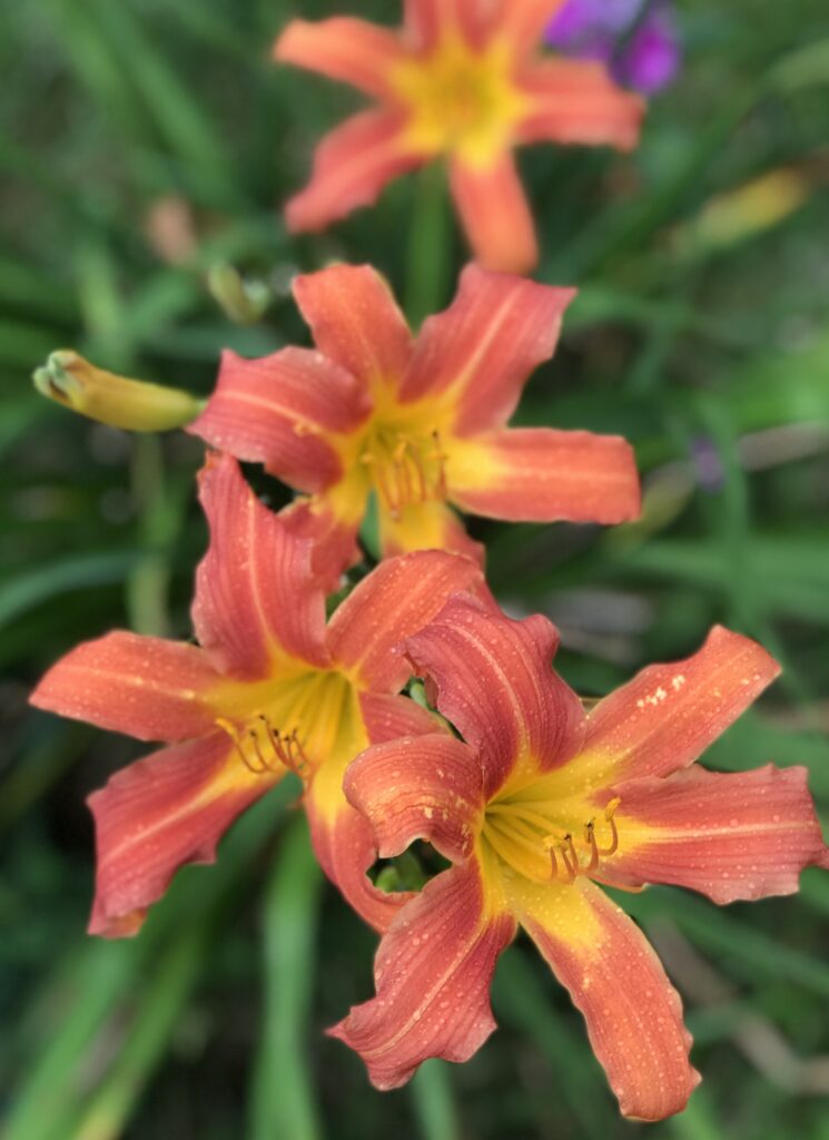 A volunteer spider daylily