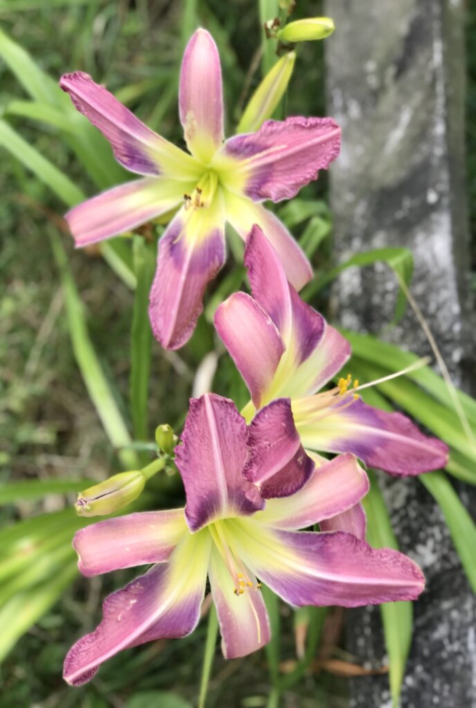 New dark pink spider daylily