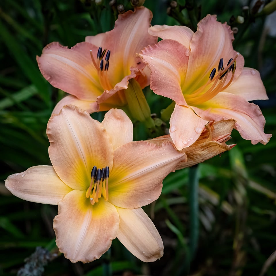 Shimmering Peach Daylily