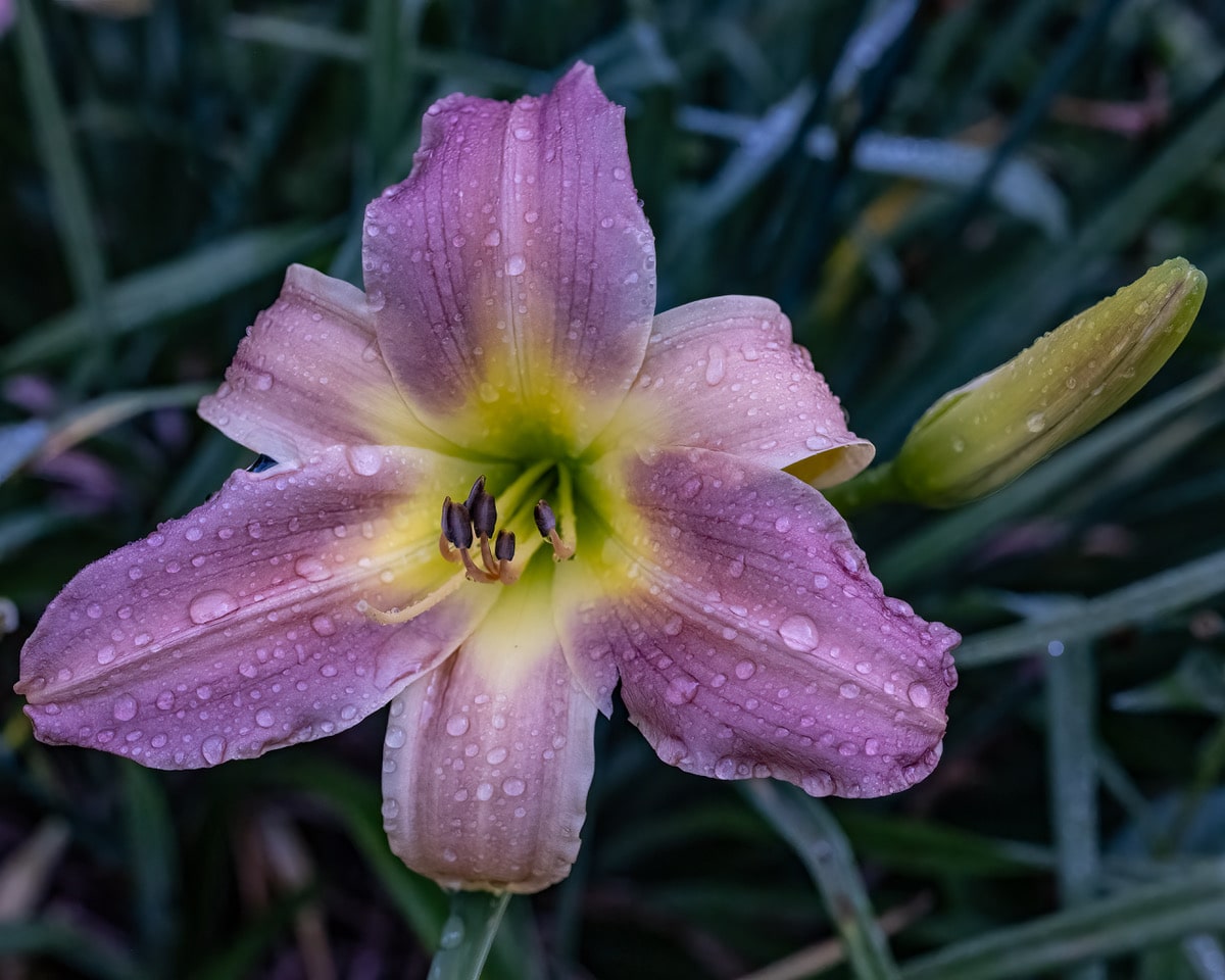 Prairie Blue Eyes Daylily