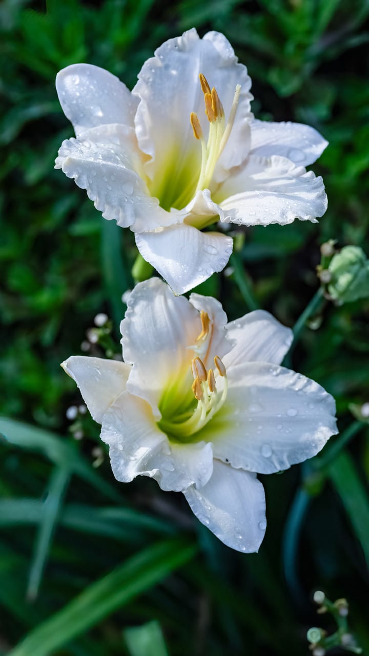 Grace's Apricot Delight Daylily