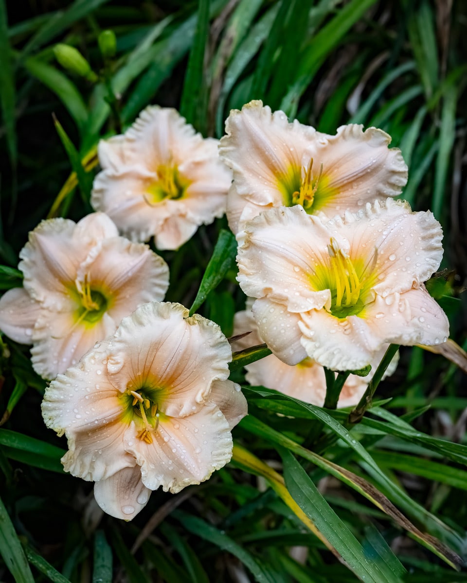 Pink Ice Ballet Daylily