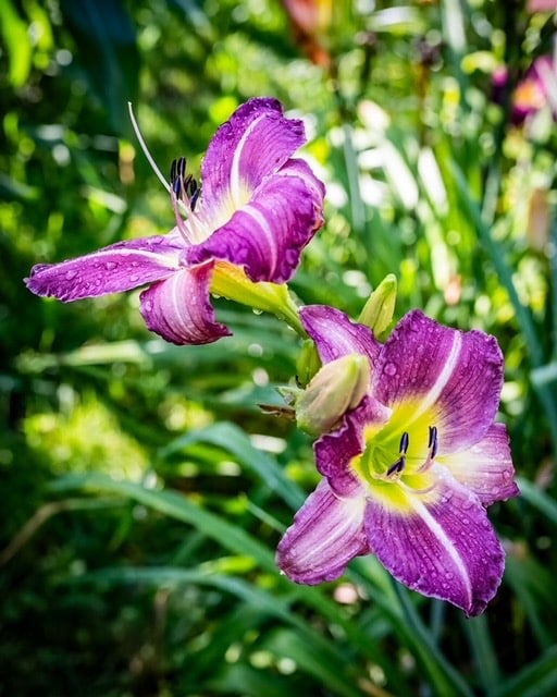 tall purple seedling daylily